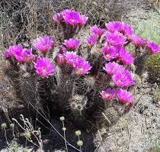 During dry periods, roots will shrivel up and break off to conserve the plant's water supply. Focus On Nature Sonoran Desert In Bloom Free Apg Wi Com