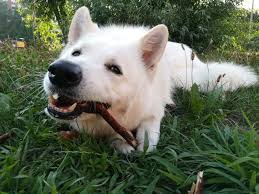 Annual cost of owning a white shepherd puppy. Swiss White Shepherd Dog Big Fluffy Dog Breed
