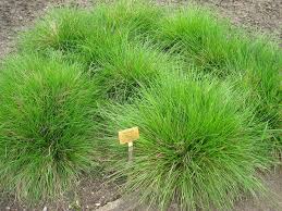 Image result for Deschampsia