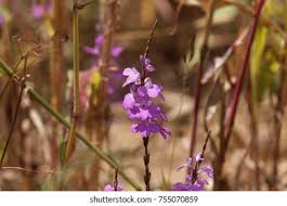 Image result for Striga chrysantha