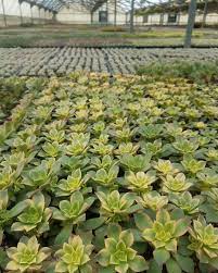 Share your growing methods, soil mix used, experiences in traveling to native habitat cactus or growing areas etc. Baja Cactus And Succulents Wholesale Nursery Posts Facebook
