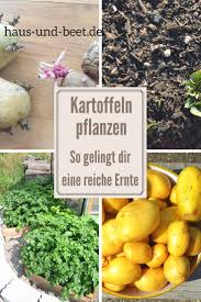 Kartoffeln Pflanzen So Gelingt Dir Eine Reiche Ernte Haus Und Beet Kartoffeln Pflanzen Gemuseanbau In Kubeln Gemuse Pflanzen