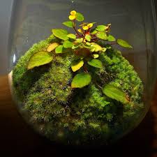 Image result for Begonia vankerckhovenii