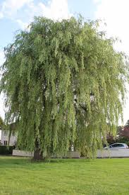 Image result for venturia saliciperda willow tree