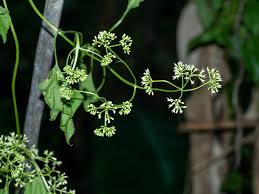 Image result for Mikania sagittifera