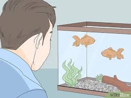 Don't leave it in there for long. 3 Ways To Enjoy Having Pet Fish Wikihow