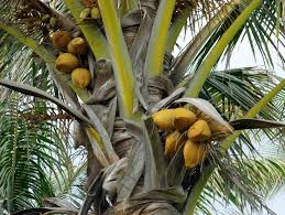Image result for Cocos nucifera