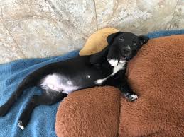 We are a family owned puppy store, located in pembroke pines, florida with over 25 years of experience. Big Hearts 4 Paws Rescue South Florida Non Profit Animal Rescue Center