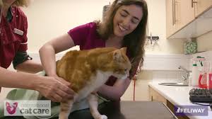 Make sure to follow the proper steps for your and the cat's safety. Towel Wrapping A Cat Youtube