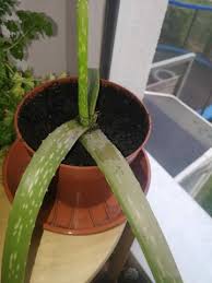 Damit die wüstenpflanze im neuen kübel die notwendige stabilität erhält aloe vera muss nicht regelmäßig geschnitten werden. Was Ist Mit Meiner Aloe Vera Los Bzw Was Hat Sie Siehe Bild Pflanzen Pflanzenpflege Zimmerpflanzen
