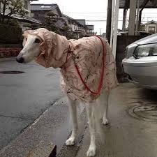 It S About Time We Sat Down And Talked About Borzois Borzoi Puppy Borzoi Dog Borzoi