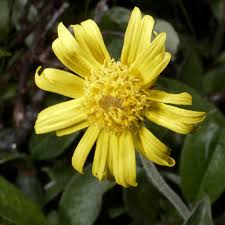 Image result for Hirpicium gracile