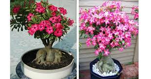 Nurserylive Distributing Freeplants In India Enter To Win Adenium Plantfree Adenium Free Plants Plants