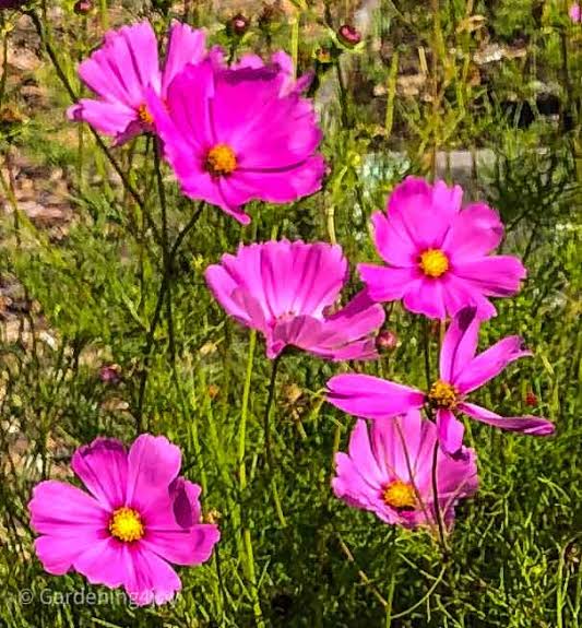 How to grow cosmos flowers, the complete guide - Gardening4Joy