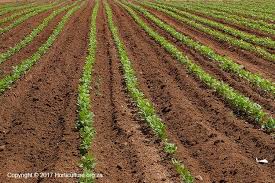 Continue tying in the canes until they are all secured at the centre. Planting Of Green Beans For Commercial Farms Horticulture South Africa