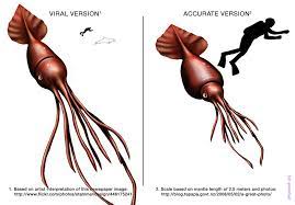 Giant squid grow up to 16 meters (50 feet). How Big Is A Colossal Squid Really Deep Sea News