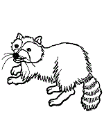 Check spelling or type a new query. Raccoon Coloring Pages And Printable Activities