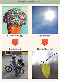 It is used extensively in the discussion of heat engines. Reading The First Law Of Thermodynamics Biology I