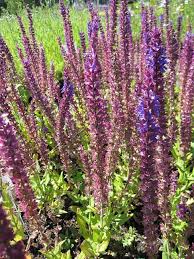 Beim echten salbei einem halbstrauch verholzen die alteren triebe. Salvia Nemorosa Ostfriesland Garten Salbei Www Online Pflanzenversand De
