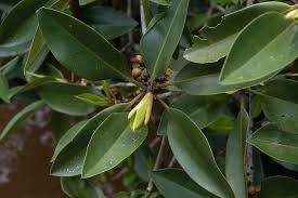 Image result for Rhizophoraceae