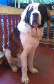 There is no such thing as a dry mouth saint bernard, some do drool more than others. Saint Bernard Dog Breed Information And Pictures
