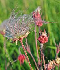 Image result for Thesium triflorum