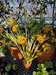 Image result for Thesium fimbriatum