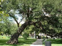 Live Oak Description Planting And Growing