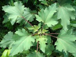 Image result for Xanthium