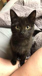 Newly Adopted All Black Kitten Came To The Rescue On Friday The 13th And Is Aptly Named Friday Such A Great Addition Pretty Cats Cute Black Cats Baby Cats