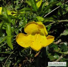 Image result for Dolichandra unguis-cati