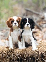 Cavalier King Charles Spaniels Blenheim And Tri Color Cavalierkingcharlesspaniel Just Too Cute Charles Spaniel Cavalier King Charles King Charles