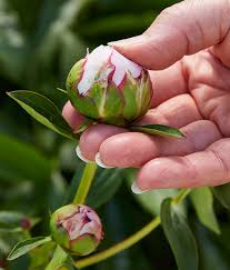 However, roses can last in the fridge, when placed in a vase with water. Save Your Peony Blooms For Later Garden Gate