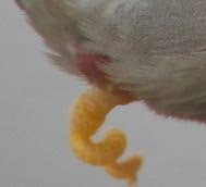 Haben hähne einen penis