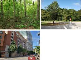 Because the people making the strategy happen have no idea what's going on. Risk Of Bird Predation And Defoliating Insect Abundance Are Greater In Urban Forest Fragments Than Street Trees Springerlink