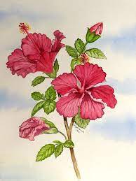 Red Hibiscus Flower Painting By Jelly Starnes Red Hibiscus Flower Fine Art Prints And Posters Fo Hawaiian Flower Drawing Flower Drawing Images Hibiscus Drawing