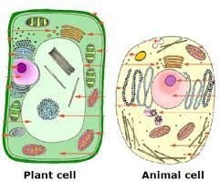Plant Vs Animal Cells Cell Structure Quizizz In 2021 Plant And Animal Cells Animal Cell Project Animal Cell