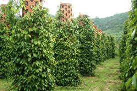 Tanam dlm pasu lagi cun 4. Lada Hitam Fastgrow Fertilizer