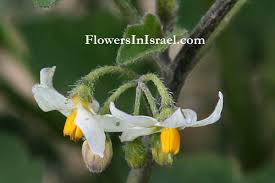 Image result for Solanum villosum