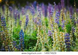 I grow many lupins of many colours. Mix Blooming Overblown Image Photo Free Trial Bigstock