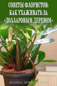 каталог комнатных комнатные цветы фото и названия и уход за ними Sovety Floristov Kak Uhazhivat Za Dollarovym Derevom Plants House Plants Gardening Tips