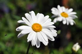 Image result for foto Kopretina