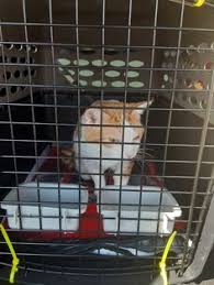 We did not find results for: Pet Transport Pro Pettransportpro Profile Pinterest