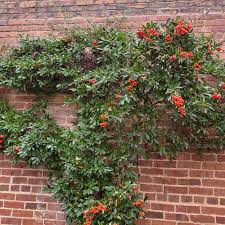 Image result for Pyracantha coccinea red column