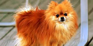 So, while it is true that these guys may look really cute and are rather small, underneath all that fur, packed in a tiny little frame lies the heart. Where Do We Get Mini Pomeranian In Kerala 11 Learn Everything About Pomeranians In The Pomeranian Handbook