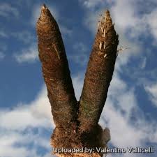 Image result for Xerophyta zimbabwensis