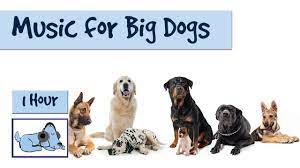 pin on relax calm your dog