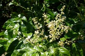 Image result for Clausena