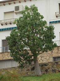 Image result for Brachychiton