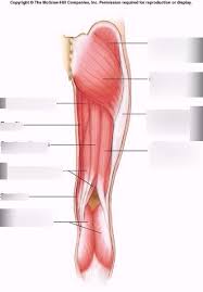 Related posts of muscles of the lower back and buttocks diagram smooth muscle diagram labeled. Back Leg Muscles Diagram Quizlet
